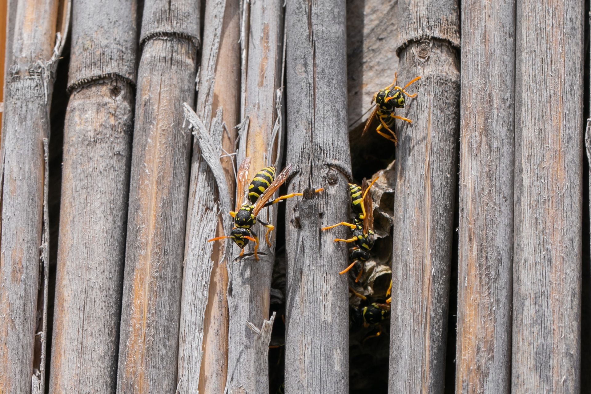 Yellow and black wasps entering and exiting a nest built in dry reeds. Yellow and black wasps entering and exiting a nest built in dry reeds.