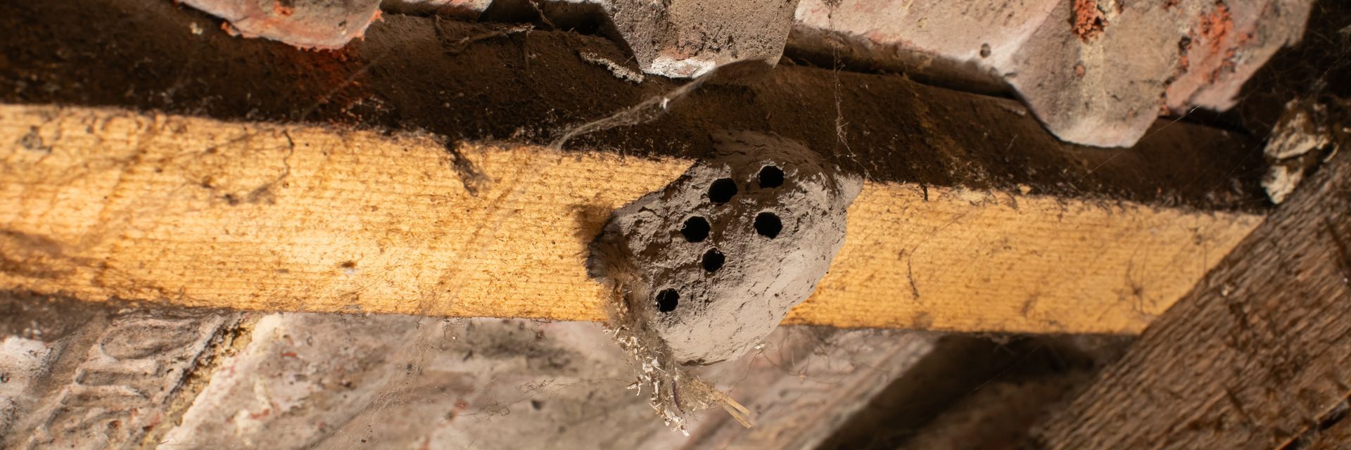 Wasp nest with multiple round holes, attached to a wooden beam. Webs and brick fragments surround the nest. Wasp nest with multiple round holes, attached to a wooden beam. Webs and brick fragments surround the nest.