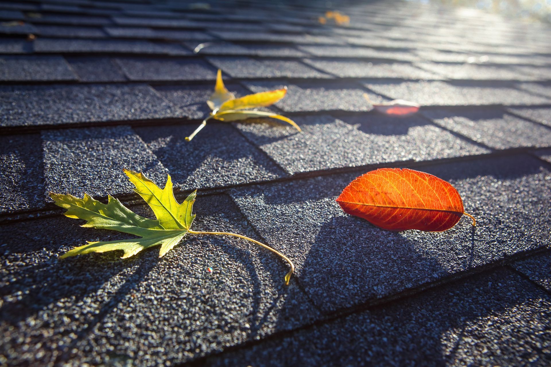 Fallen yellow and orange leaves on sunlit dark roof shingles