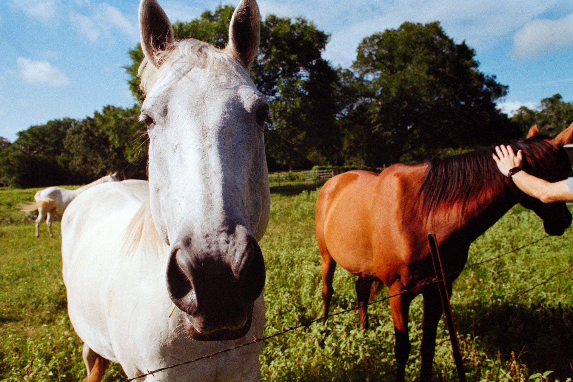 A white horse in the foreground, with a brown horse being petted by a person in a field under a blue sky.