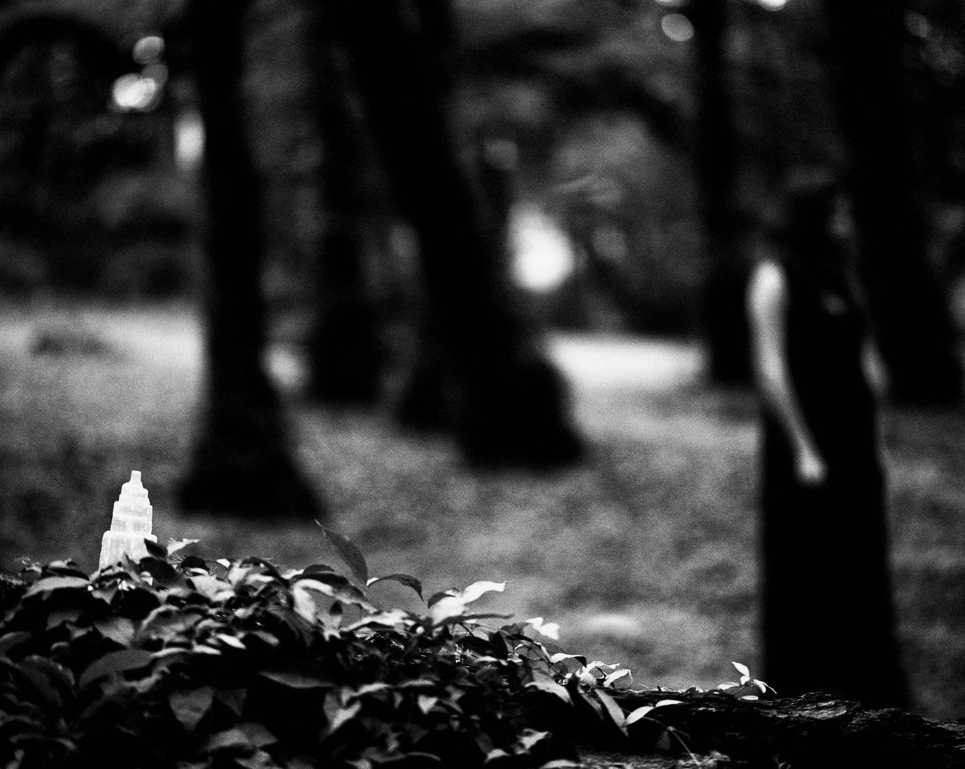Black-and-white park scene with a small flower in the foreground and trees blurred in the background. Shot on medium format film by Madison Avery Somerville. Developed and printed in a traditional wet darkroom by the photographer.