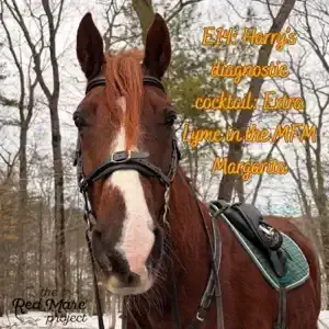 Brown horse with white blaze and orange text overlay in a wooded outdoor setting