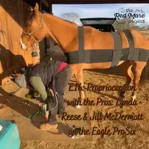 Person fitting a black harness on a chestnut horse outdoors, with text overlay about proprioception.