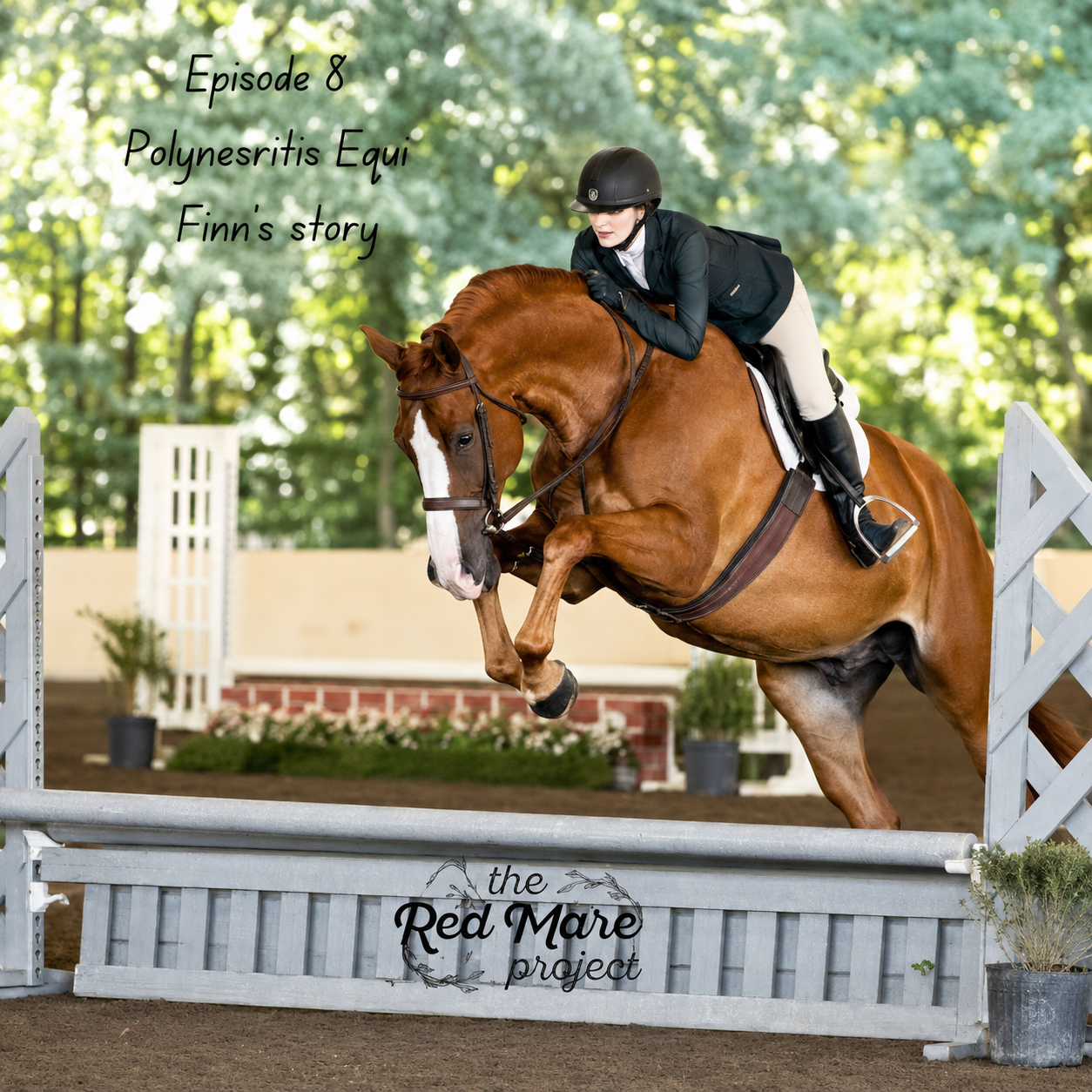 Horse and rider clearing a jump in an outdoor equestrian arena