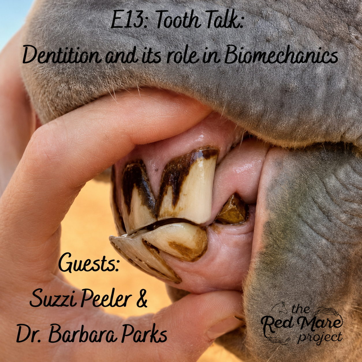 Podcast cover: close-up of a horse’s teeth with text “E13: Tooth Talk: Dentition and its role in Biomechanics”