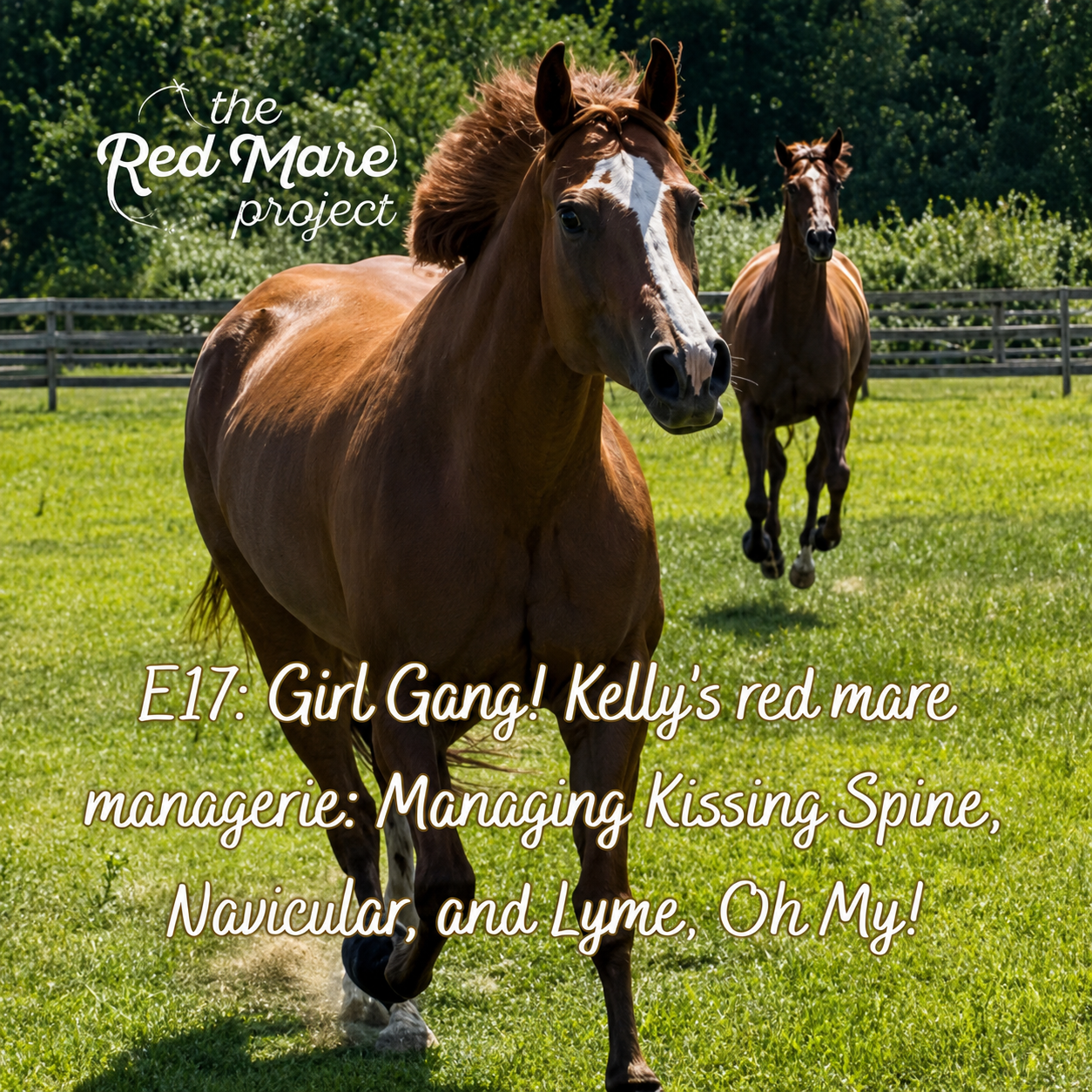 Two horses in a grassy field with “The Red Mare Project” text overlay