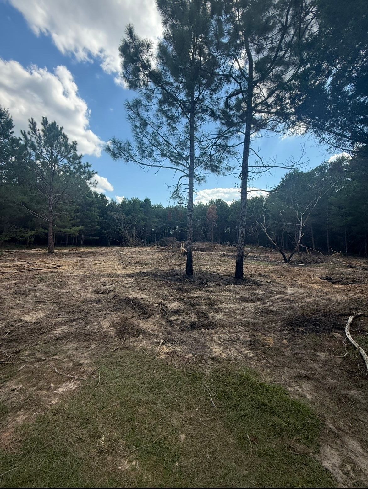 Cleared wooded lot with pine trees under a partly cloudy blue sky