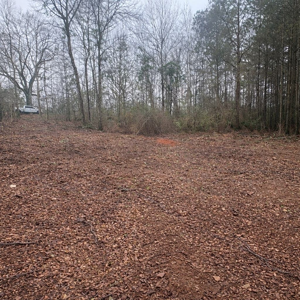 Leaf-covered clearing with bare trees and shrubs under an overcast sky