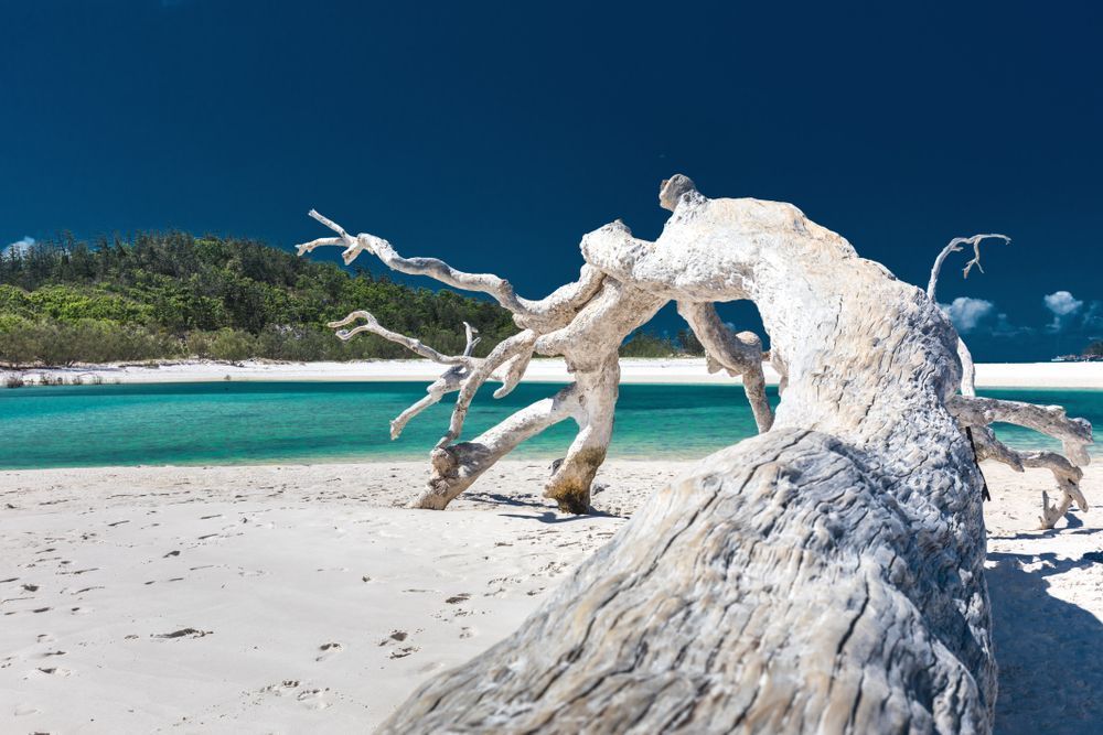 A Tree Stump on a Beach Next to a Body of Water — Whitsunday Vogue Interiors in Hamilton Island, QLD
