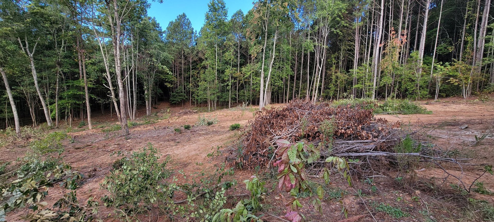 Cleared forest area with cut logs and brush piles beside a line of pine trees under a clear blue sky