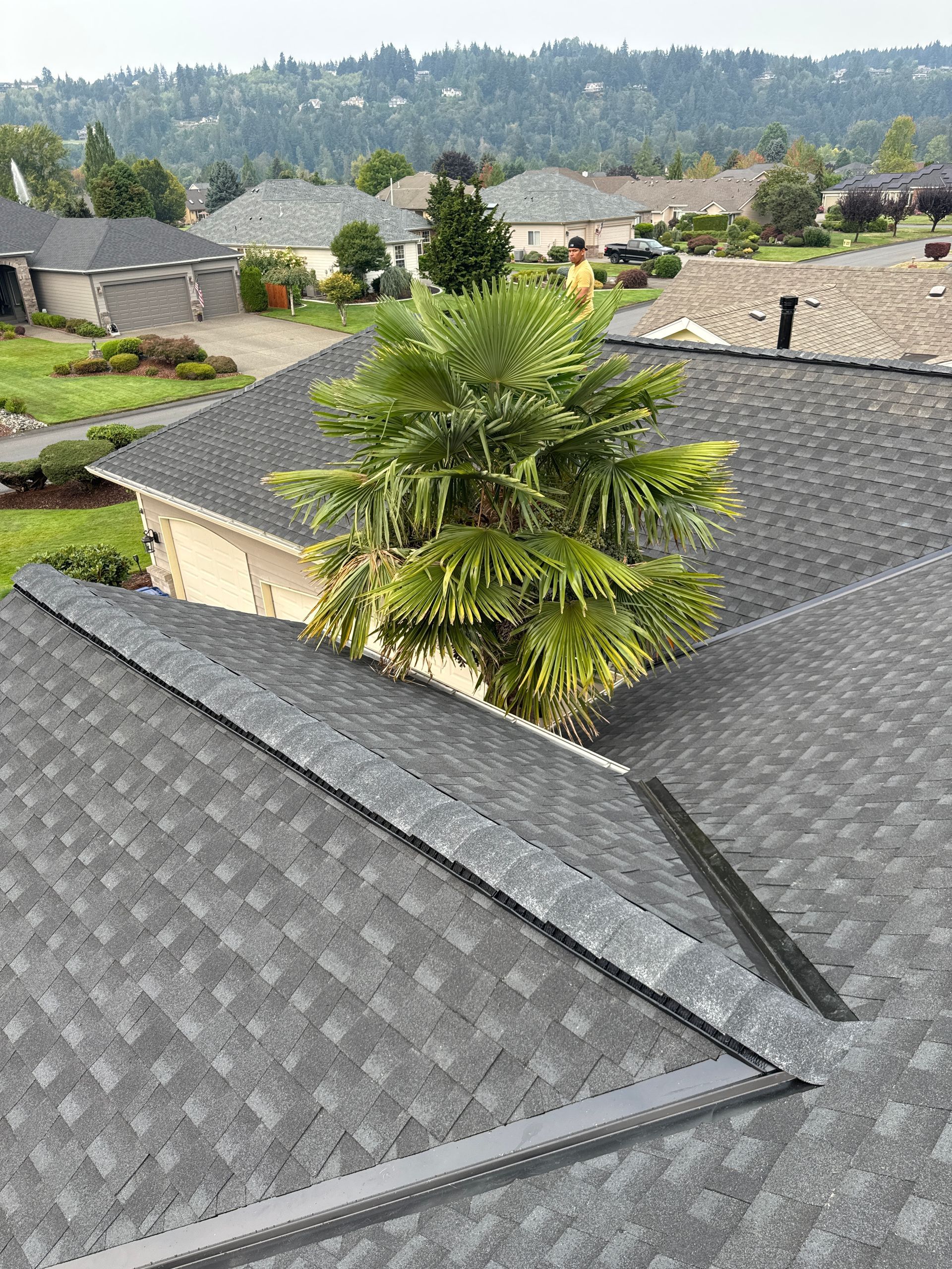 Suburban rooftops with a tall palm tree in the center, viewed from an elevated hillside.