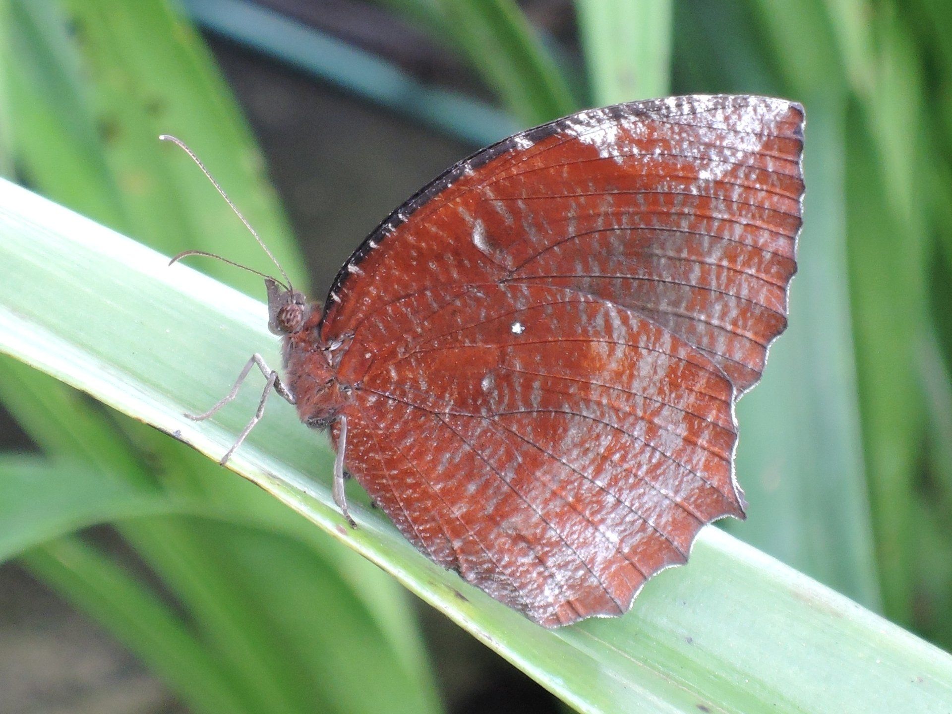 Myanmar Pyin Oo Lwein Botanischer Garten