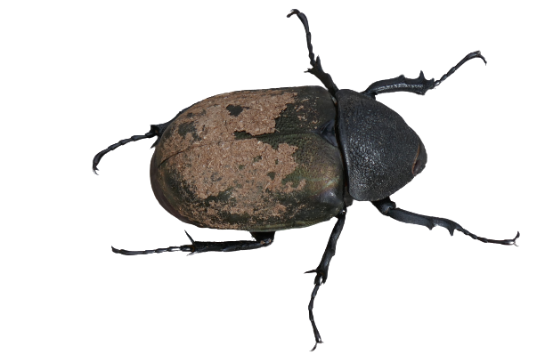 Nashornkäfer