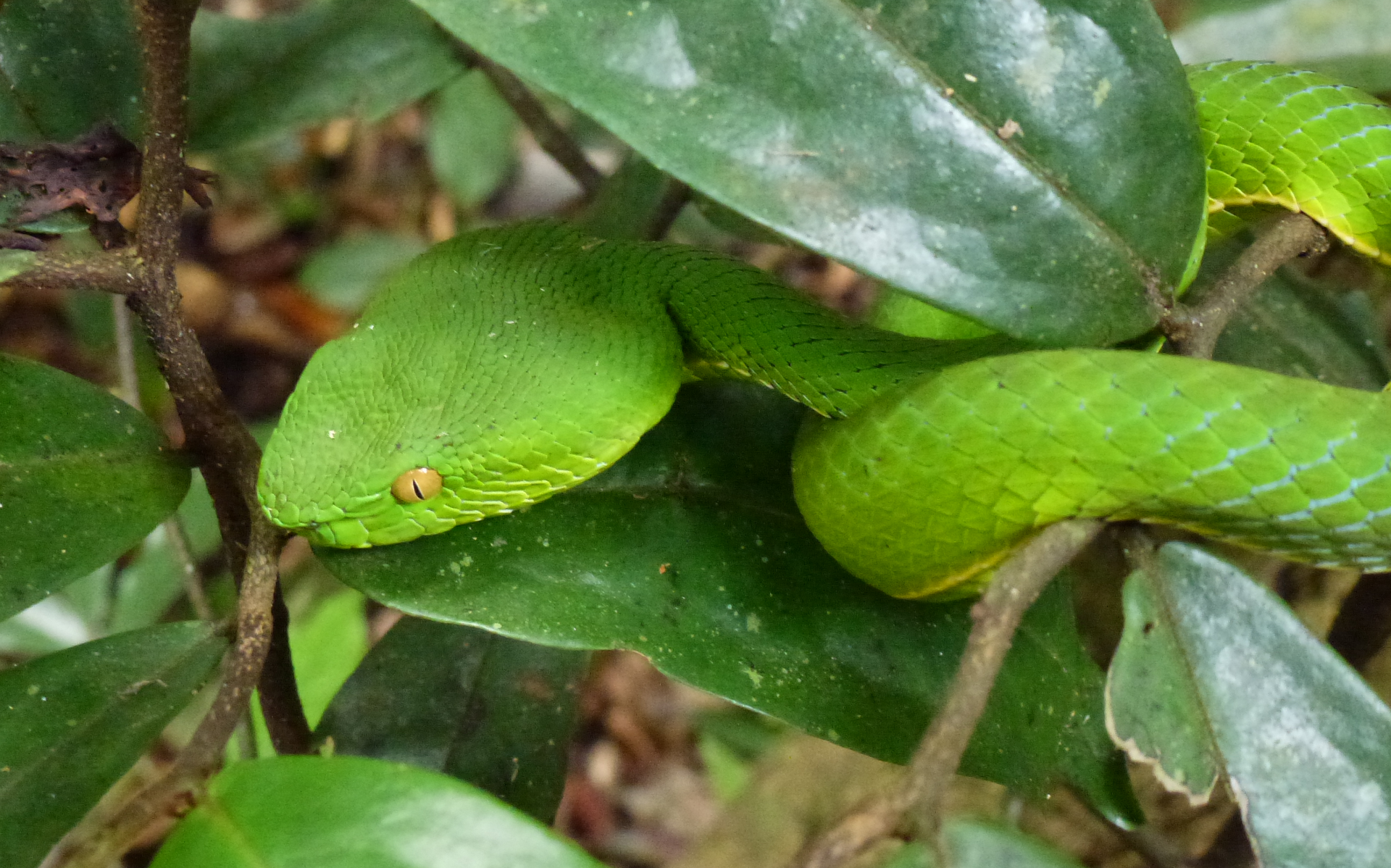 Bambusotter in Thailand