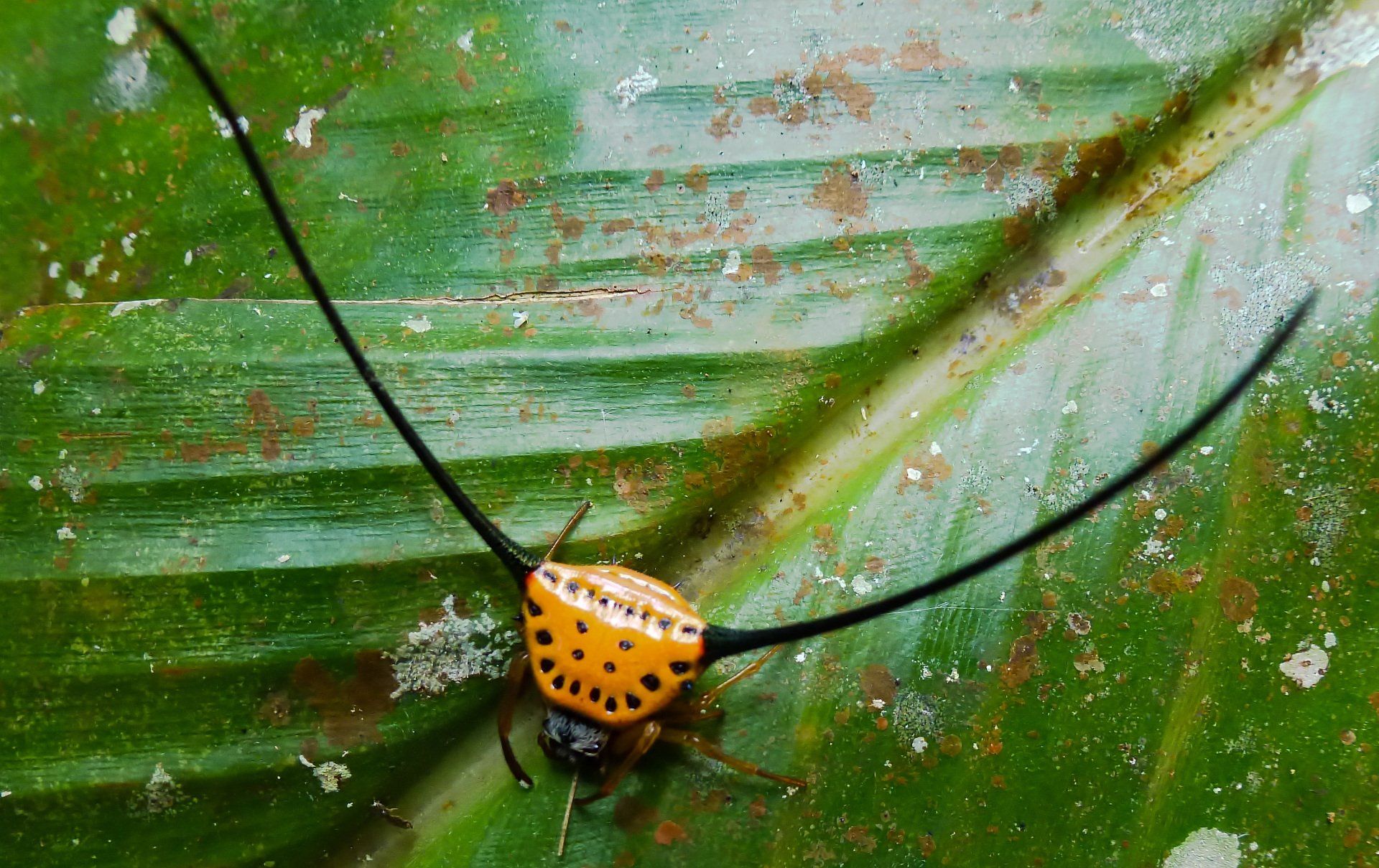 Dornspinne in Thailand