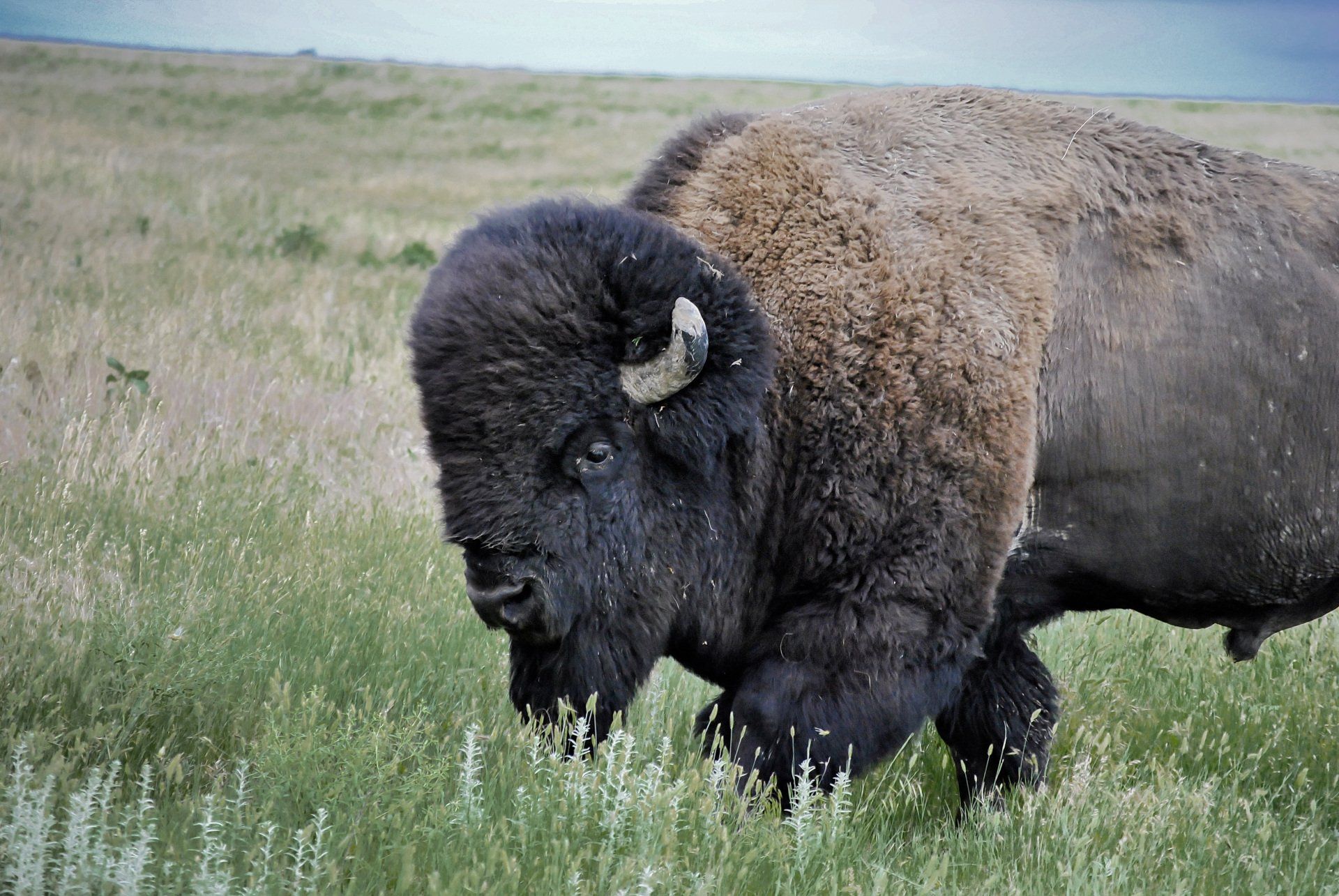 Bison in South Dakota