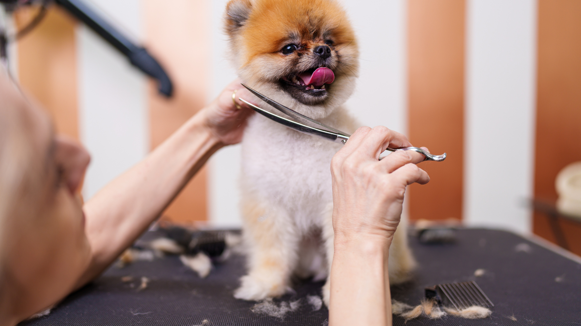 A white, fluffy Goldendoodle sits calmly on a grooming table in a salon, looking directly at the camera.
