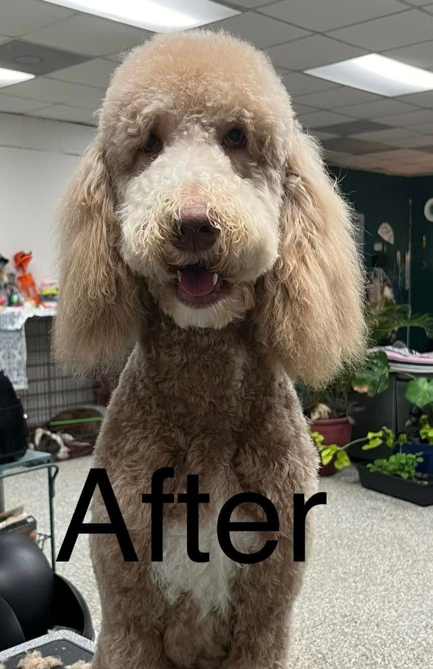Groomed brown poodle standing indoors on a grooming table with “After” text overlay