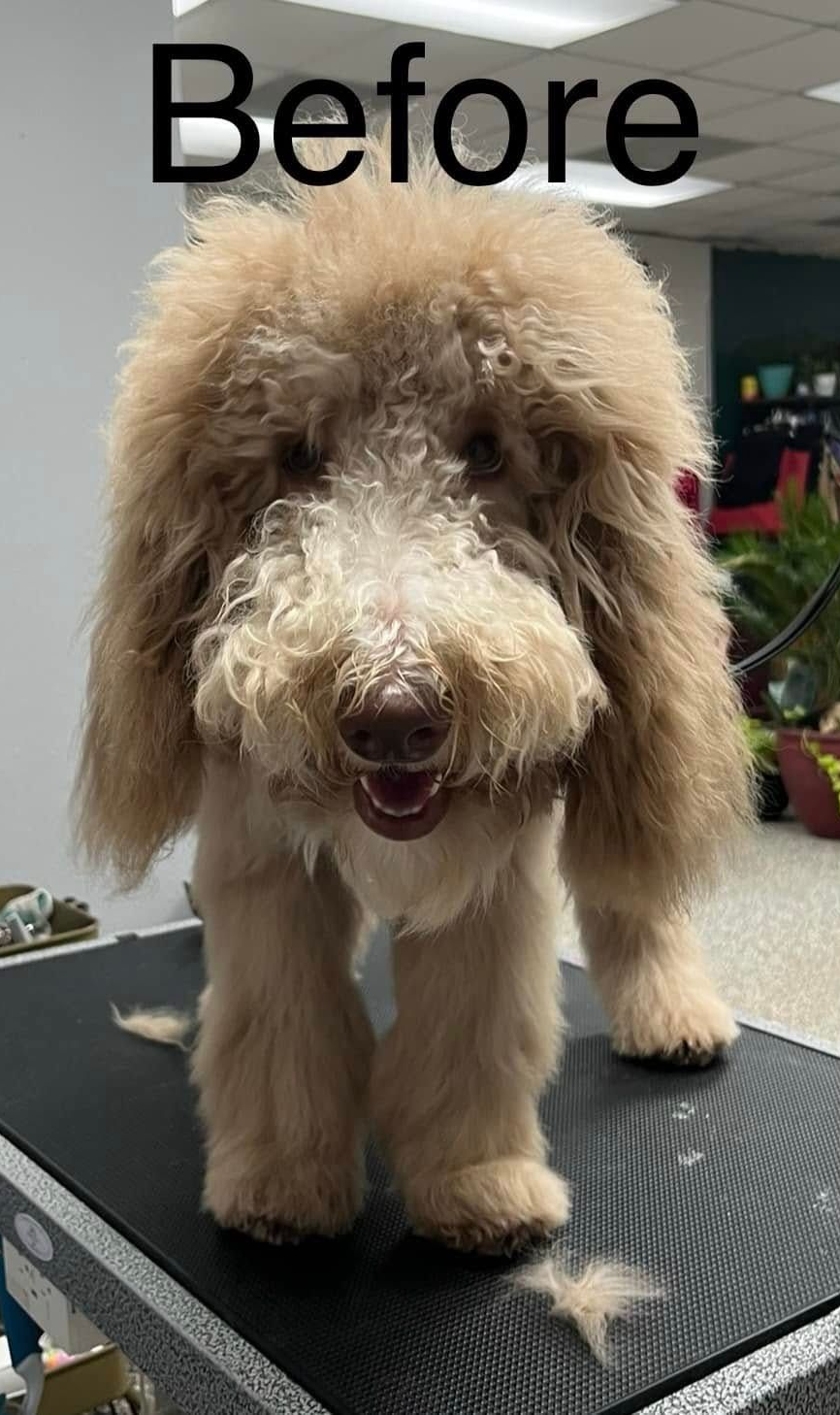 Fluffy tan dog standing on a grooming table with “Before” text above it.