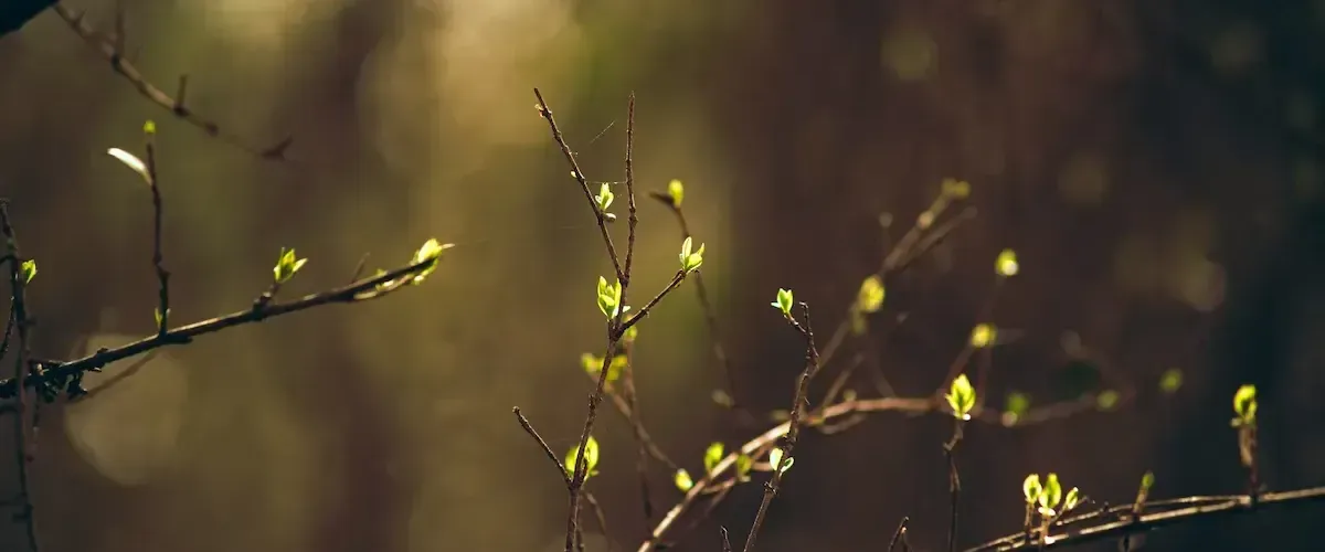 A close up of a tree branch with green buds growing on it.