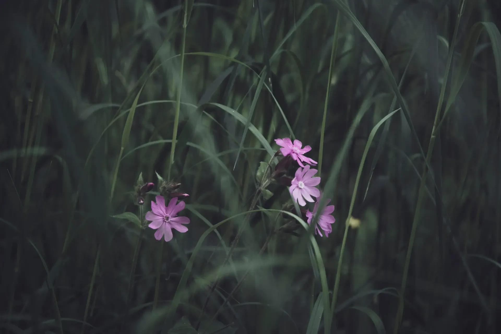 Green grass at a green burial site