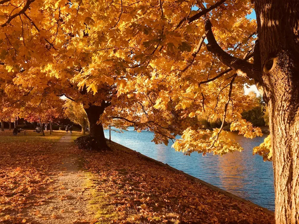 Fall trees at Interra’s natural burial
