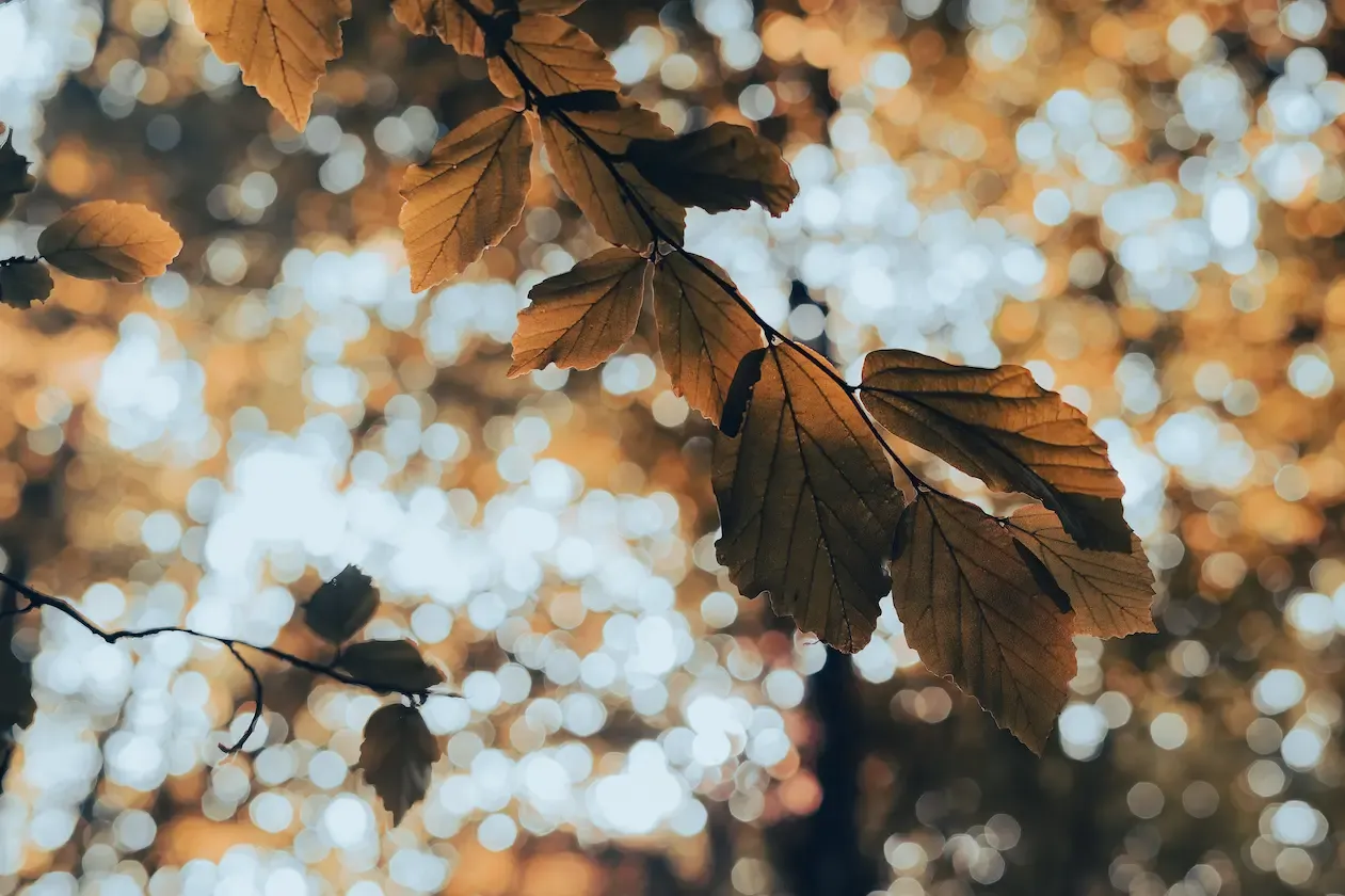 Fall leaves on tree in natural burial