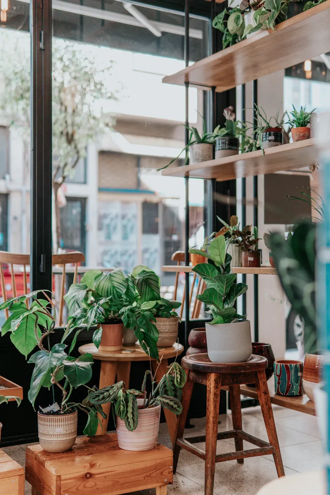 Indoor plant shop display with various potted plants on wooden shelves and stools.