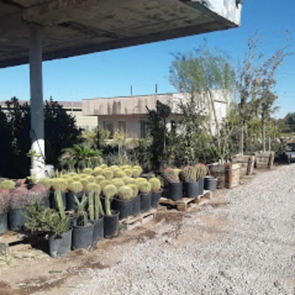 Plants for sale, including cacti, trees, and shrubs, are displayed outdoors under a concrete awning on a sunny day.