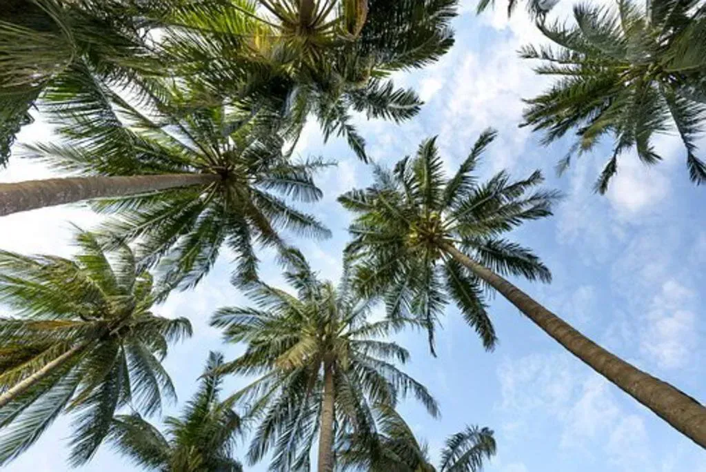 Palm trees reaching towards a partly cloudy blue sky.