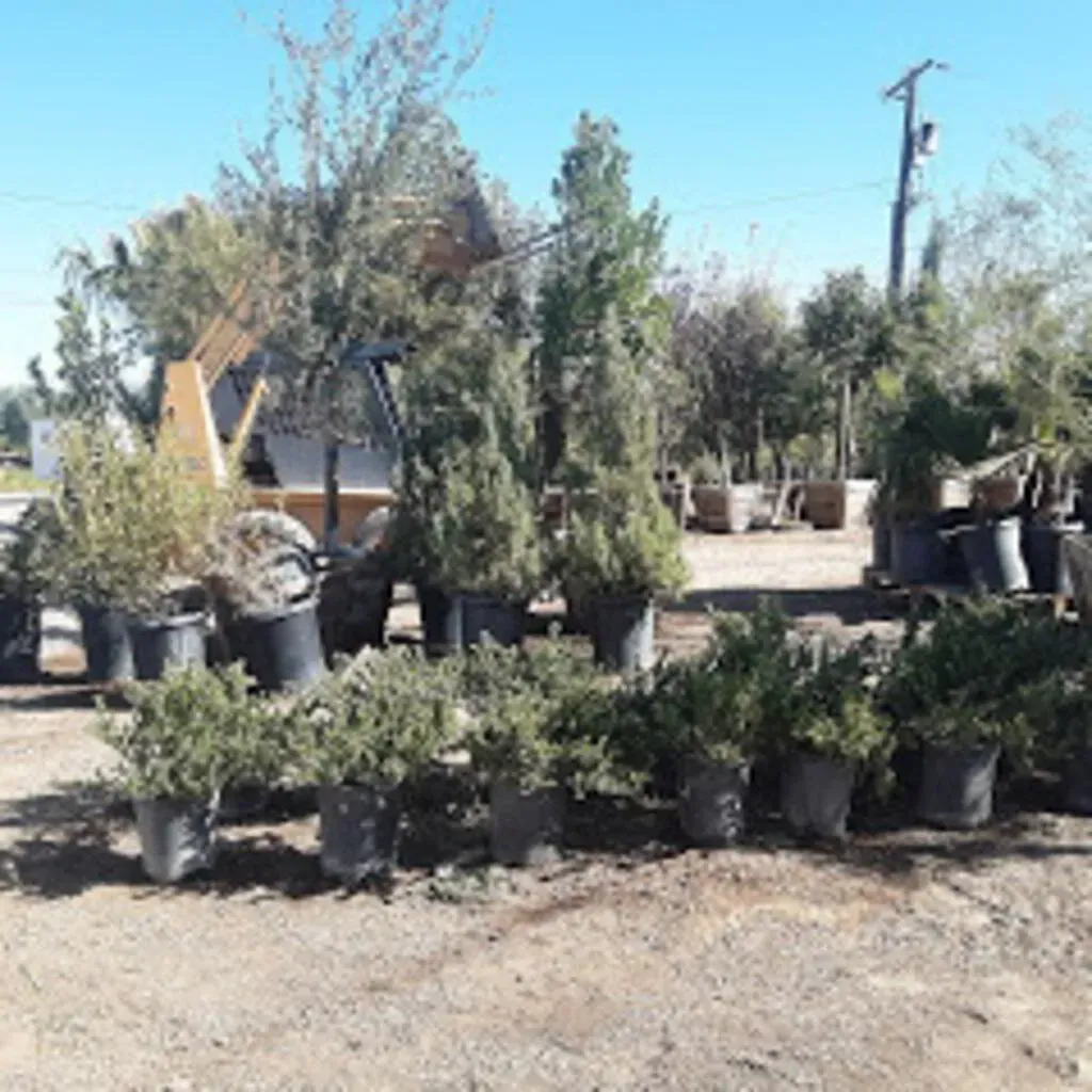 Nursery scene with potted trees and shrubs; a small tractor in background, blue sky.