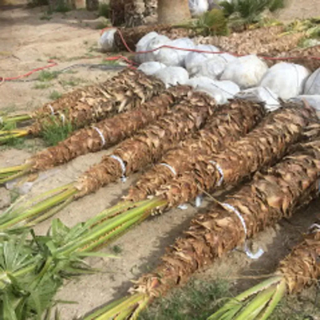 Bundled palm tree trunks with green fronds, laying on dirt ground.