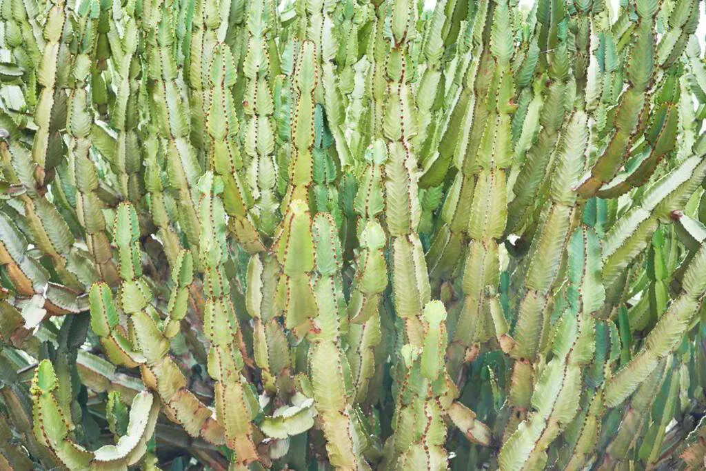 Green and tan euphorbia plant with upright, segmented stems.