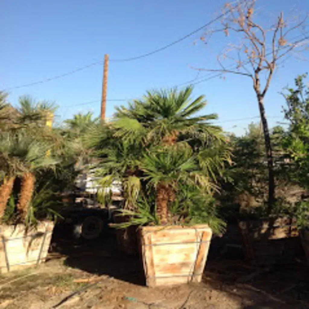 Palm trees in wooden containers outdoors, under a clear sky.