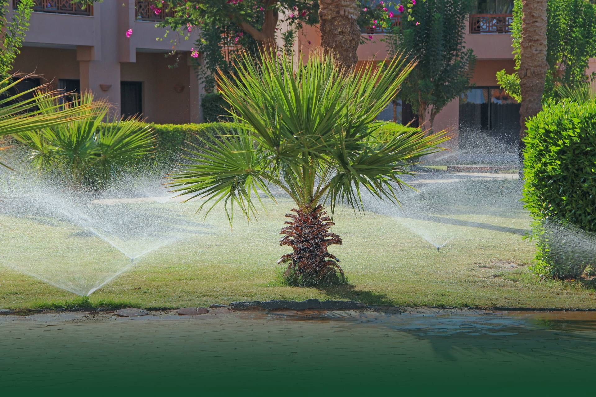 Palm tree being watered by sprinklers on a green lawn; buildings in background.
