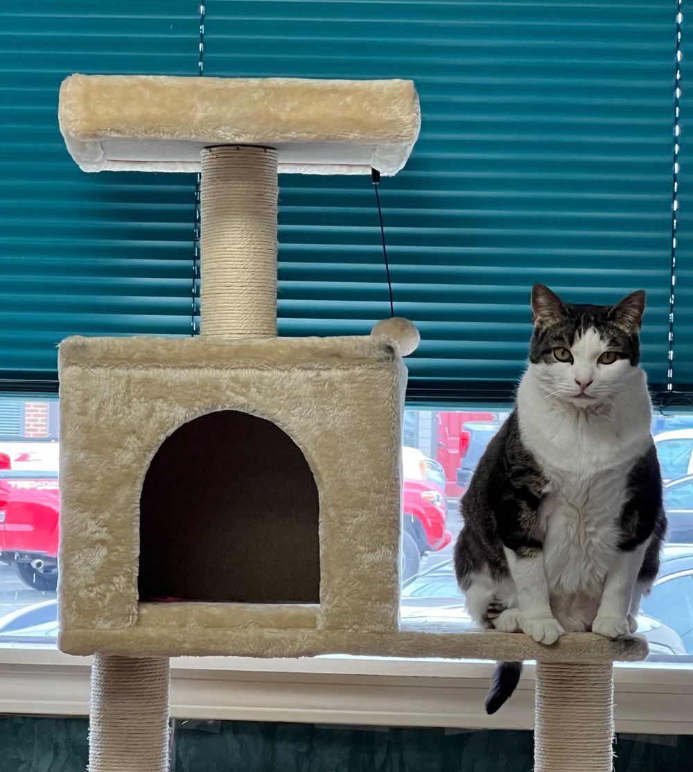 Kitty — Kingsport TN — William A. Law Attorney at Law Kitty — Kingsport TN — William A. Law Attorney at Law