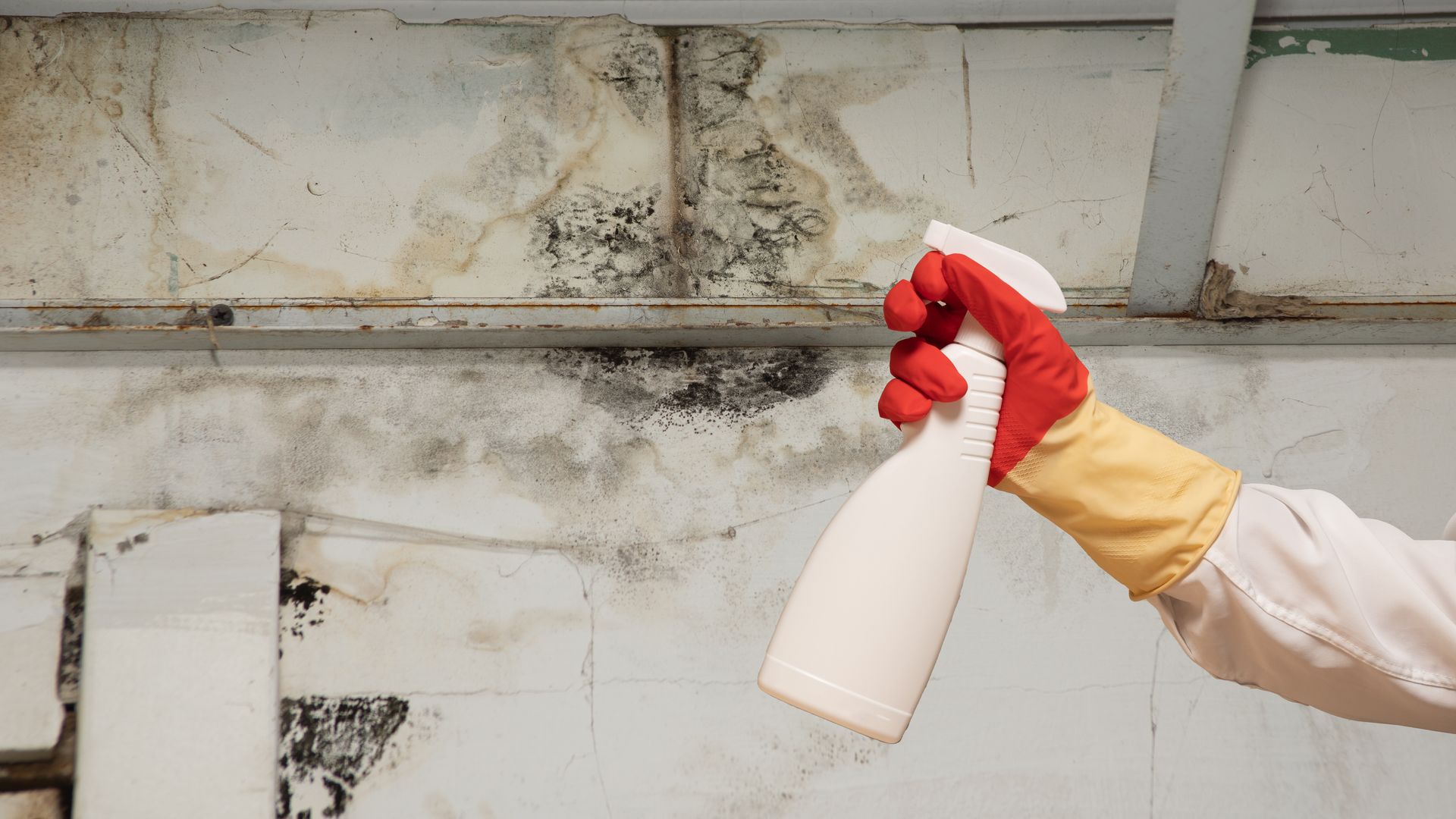 Person spraying cleaner on moldy wall in a bathroom with a red-gloved hand