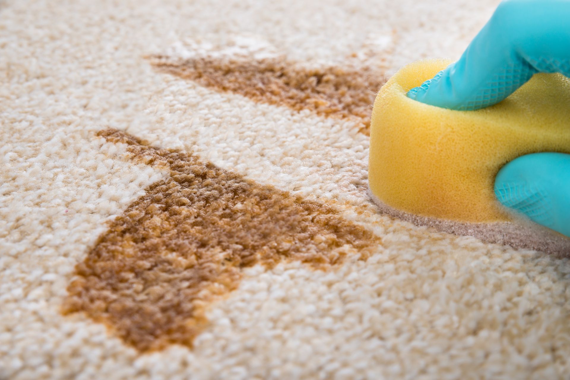 A person is cleaning a carpet with a sponge.
