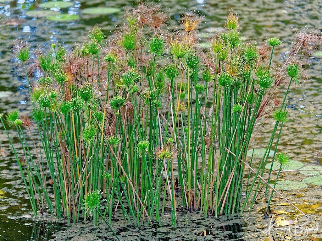 Green papyrus plants with clustered seed heads growing in water.