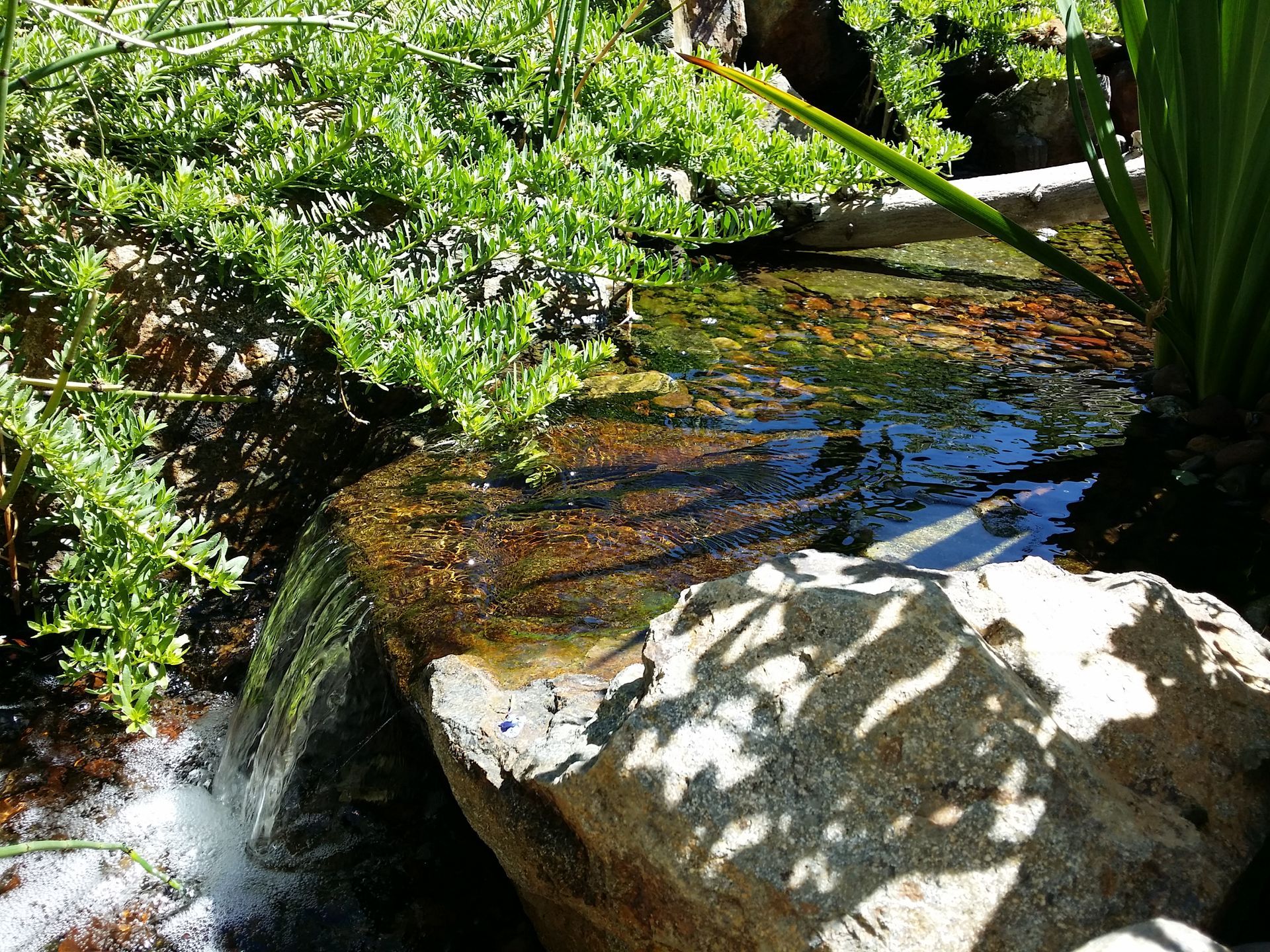 Small waterfall in a garden, with water cascading over a rock, surrounded by green plants.