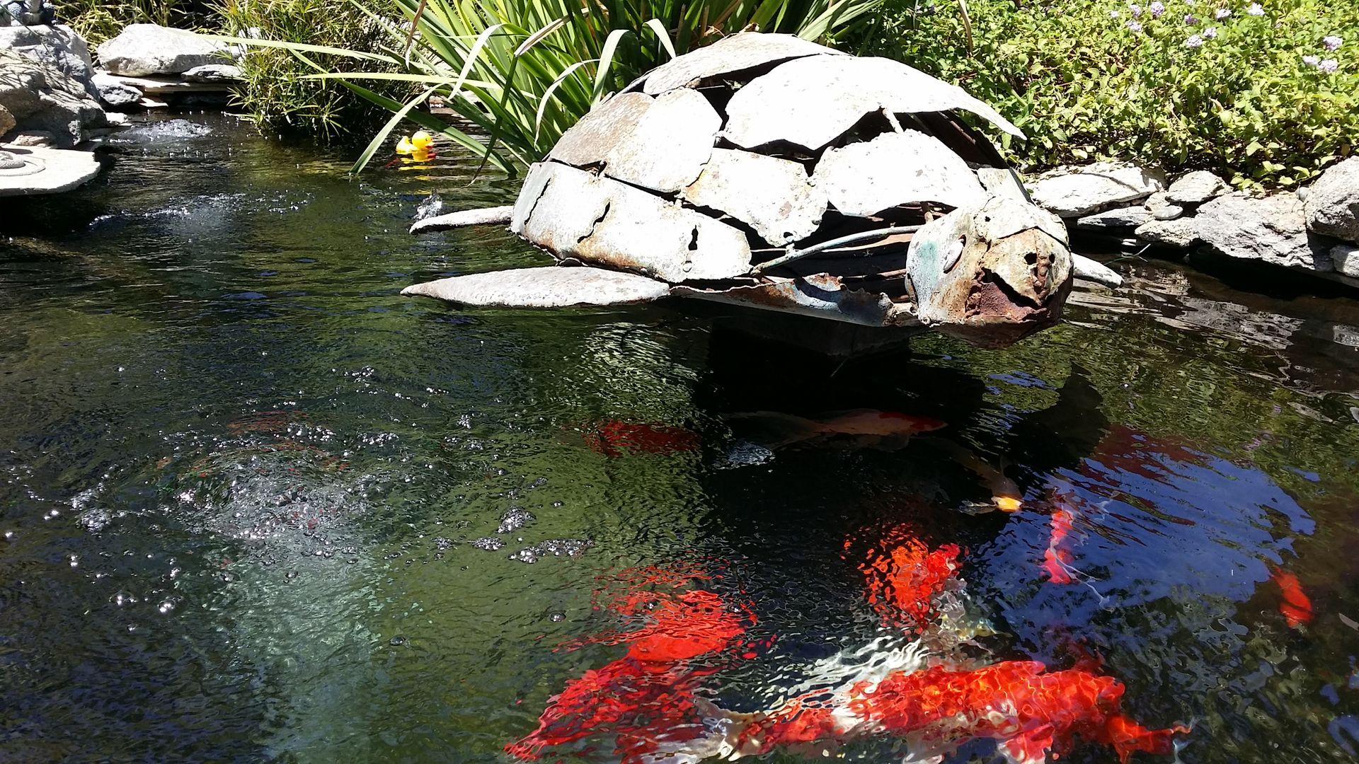 Koi fish swimming in a pond with a stone turtle statue.