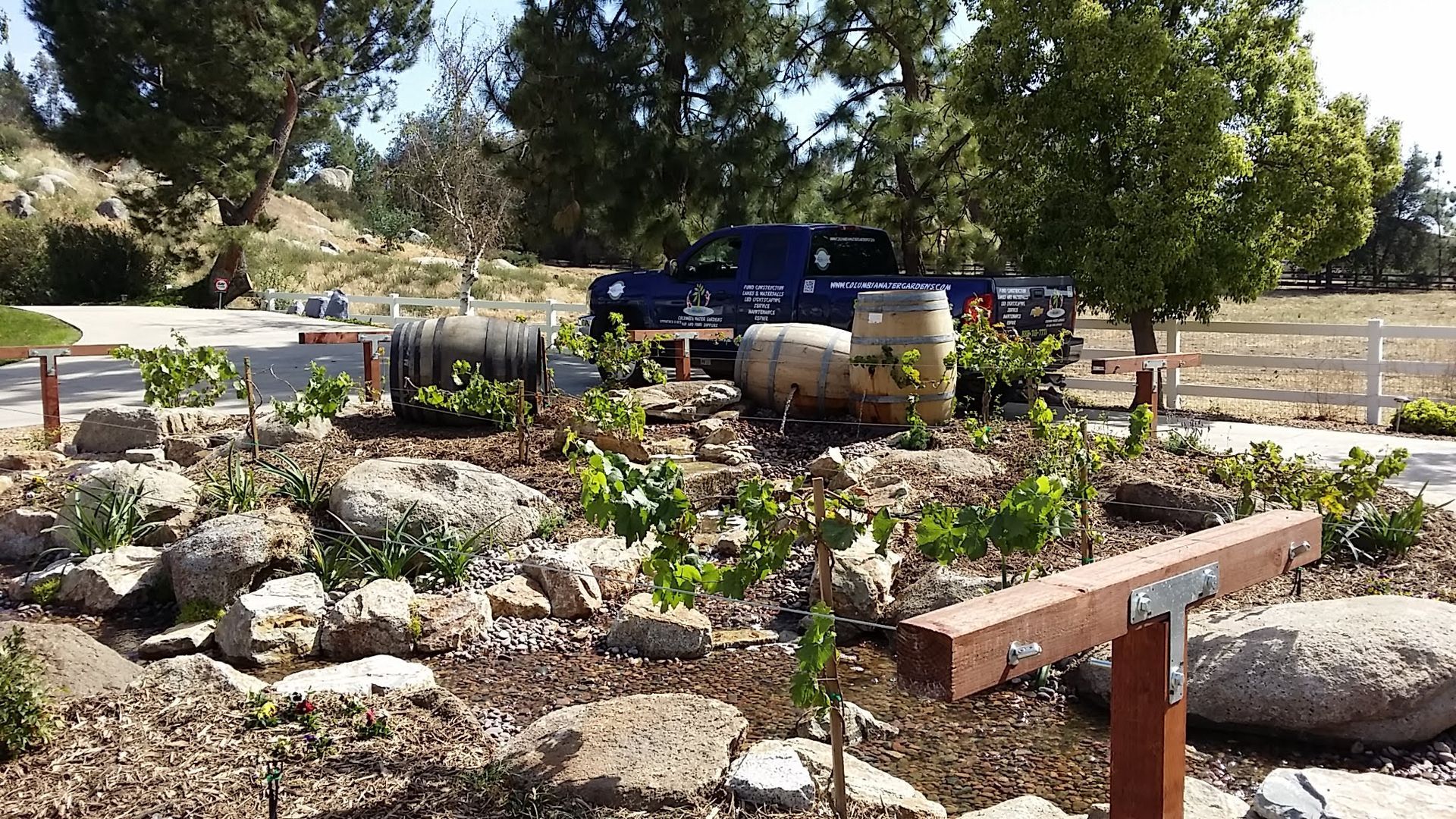 Grape vines and rocks in a garden bed with wine barrels and a dark blue truck in the background.