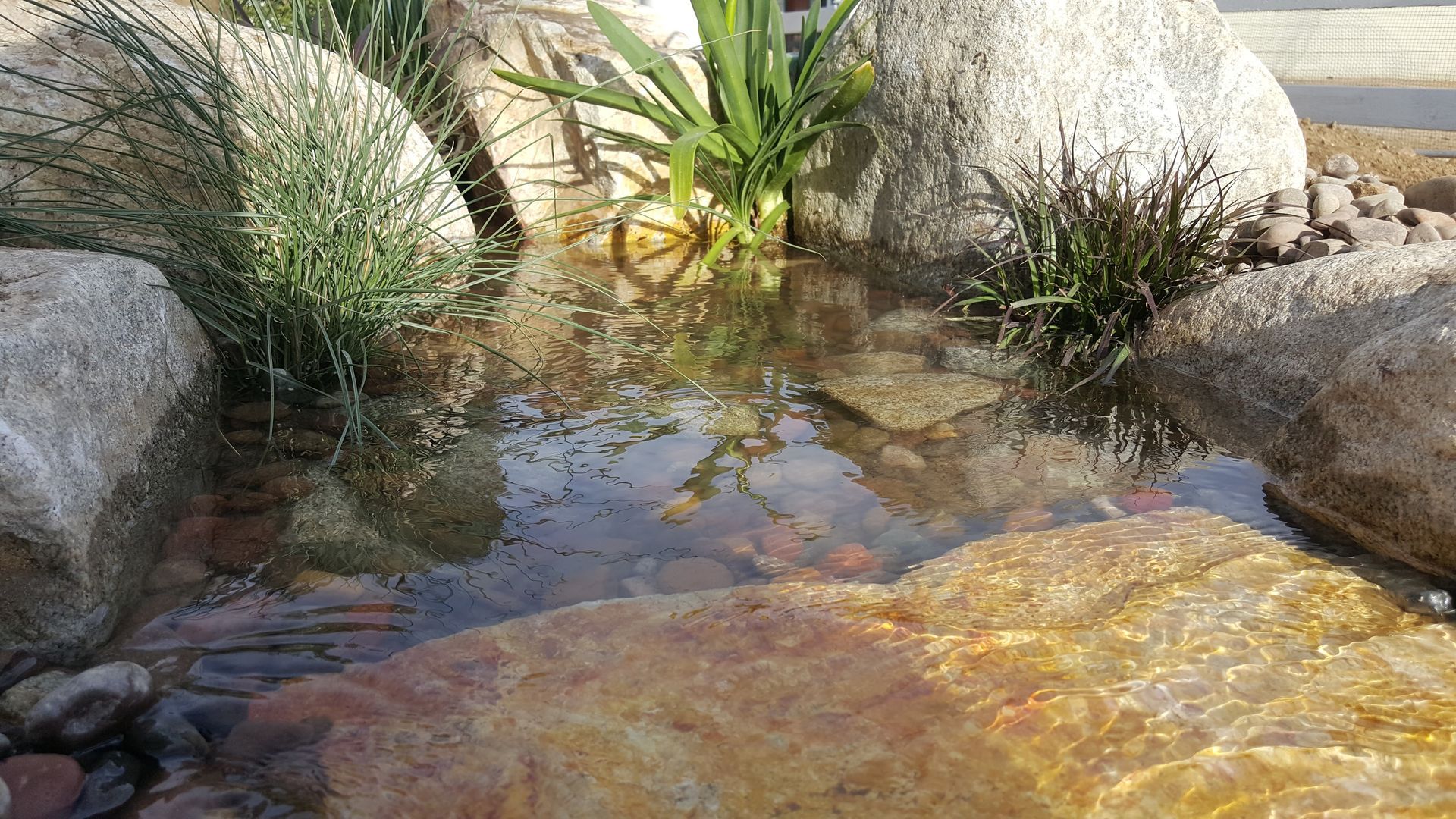 Small water feature with rocks, grasses, and reflections.