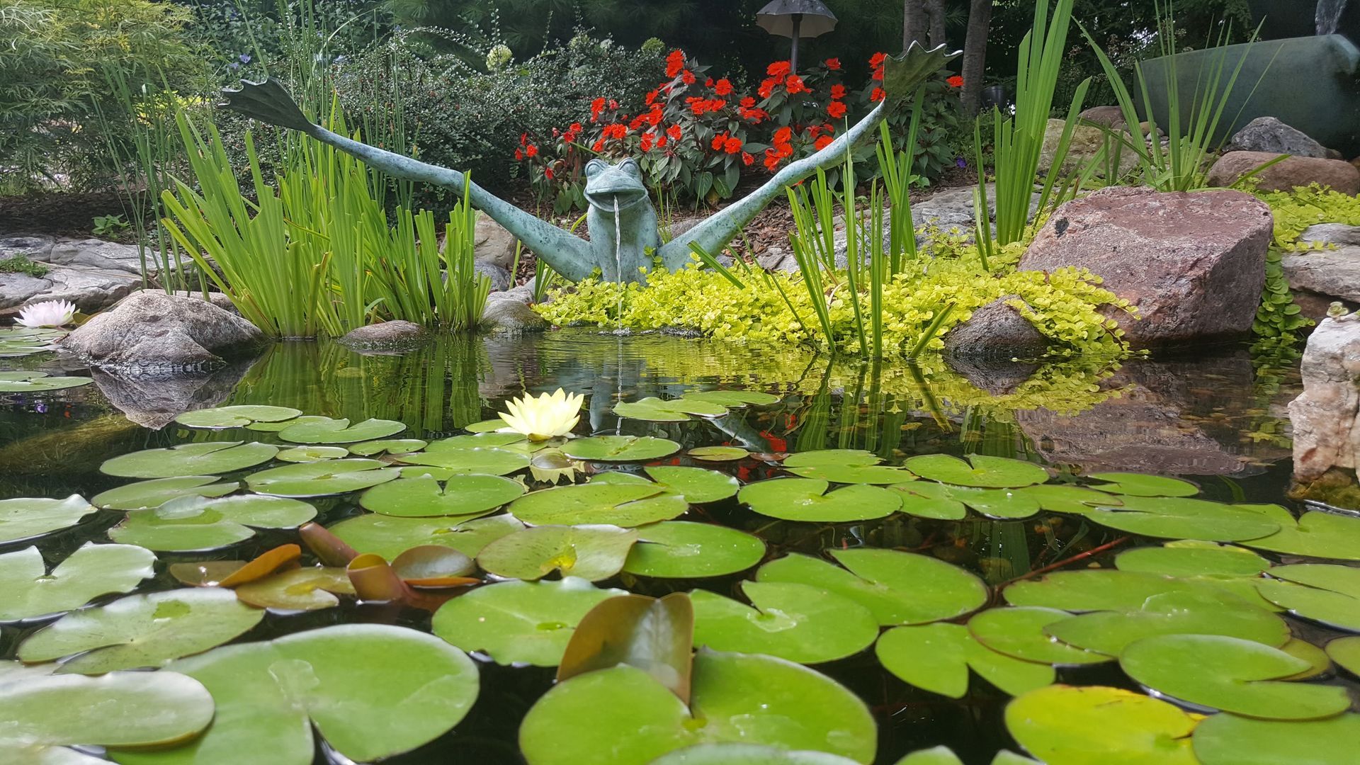 Pond with lily pads, a bronze frog fountain, and green plants.