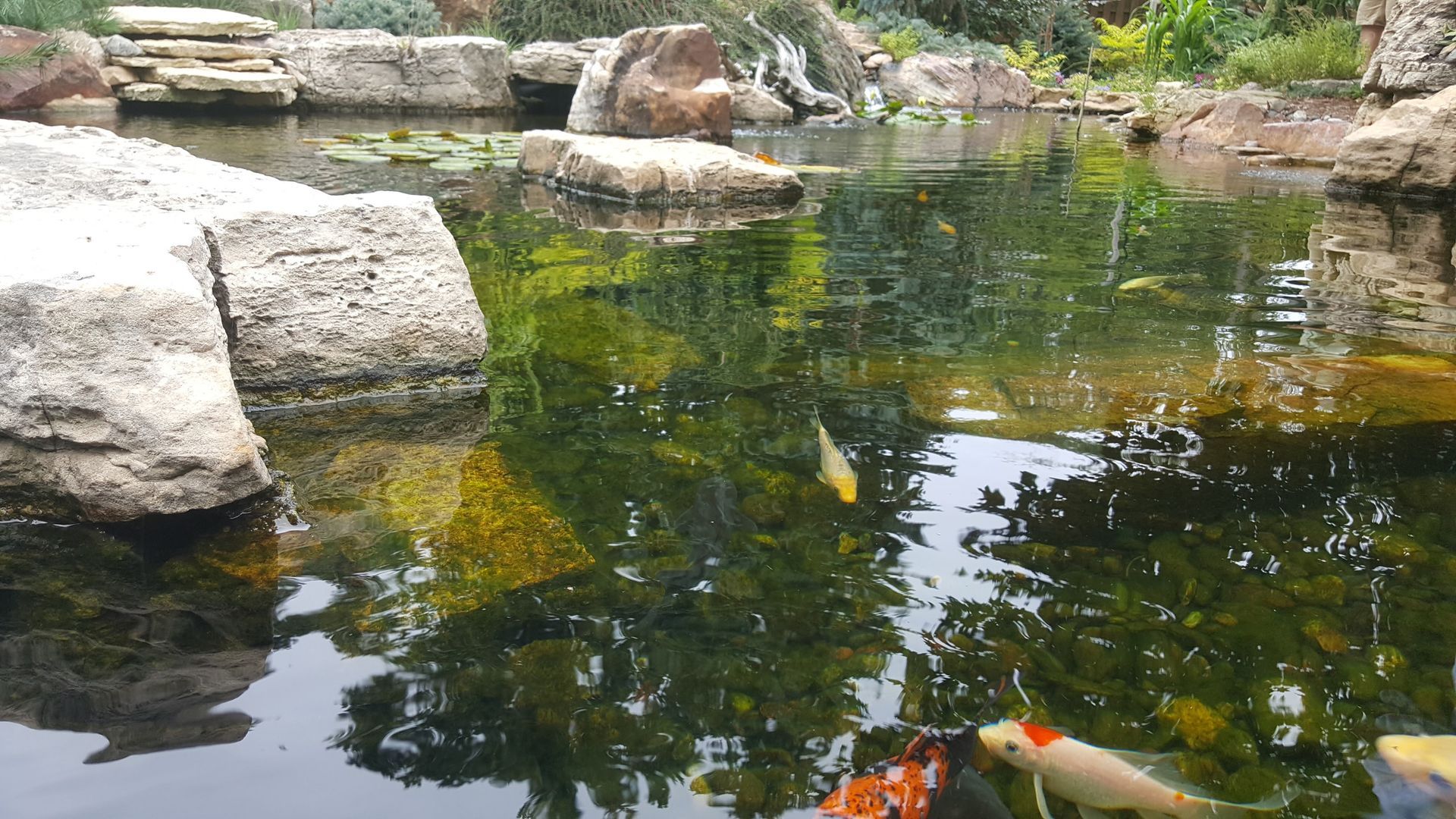 Pond with large rocks, koi fish, and reflections of green trees in the water.