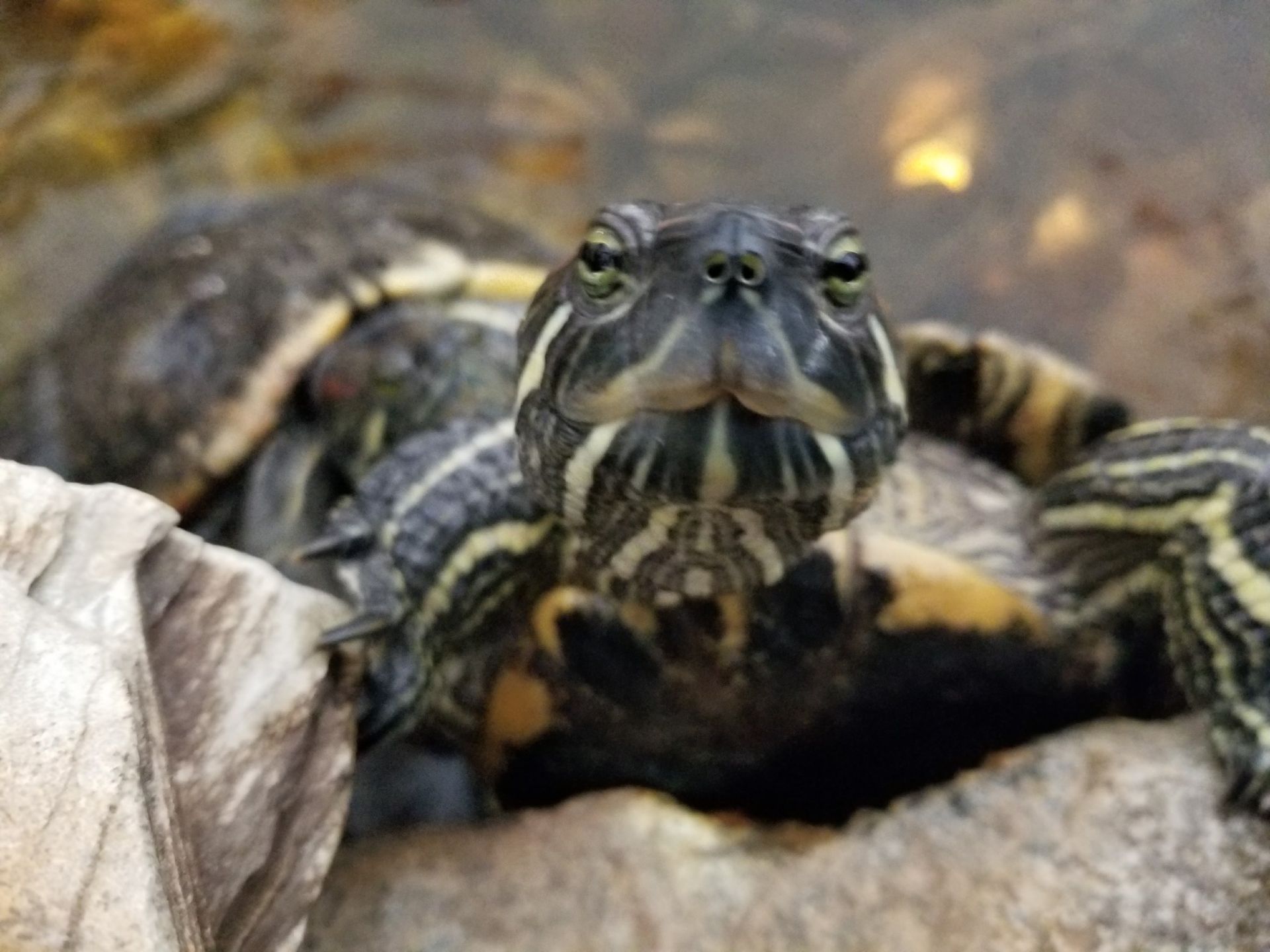 Turtle with striped neck and yellow markings, looking directly at the camera in a water setting.