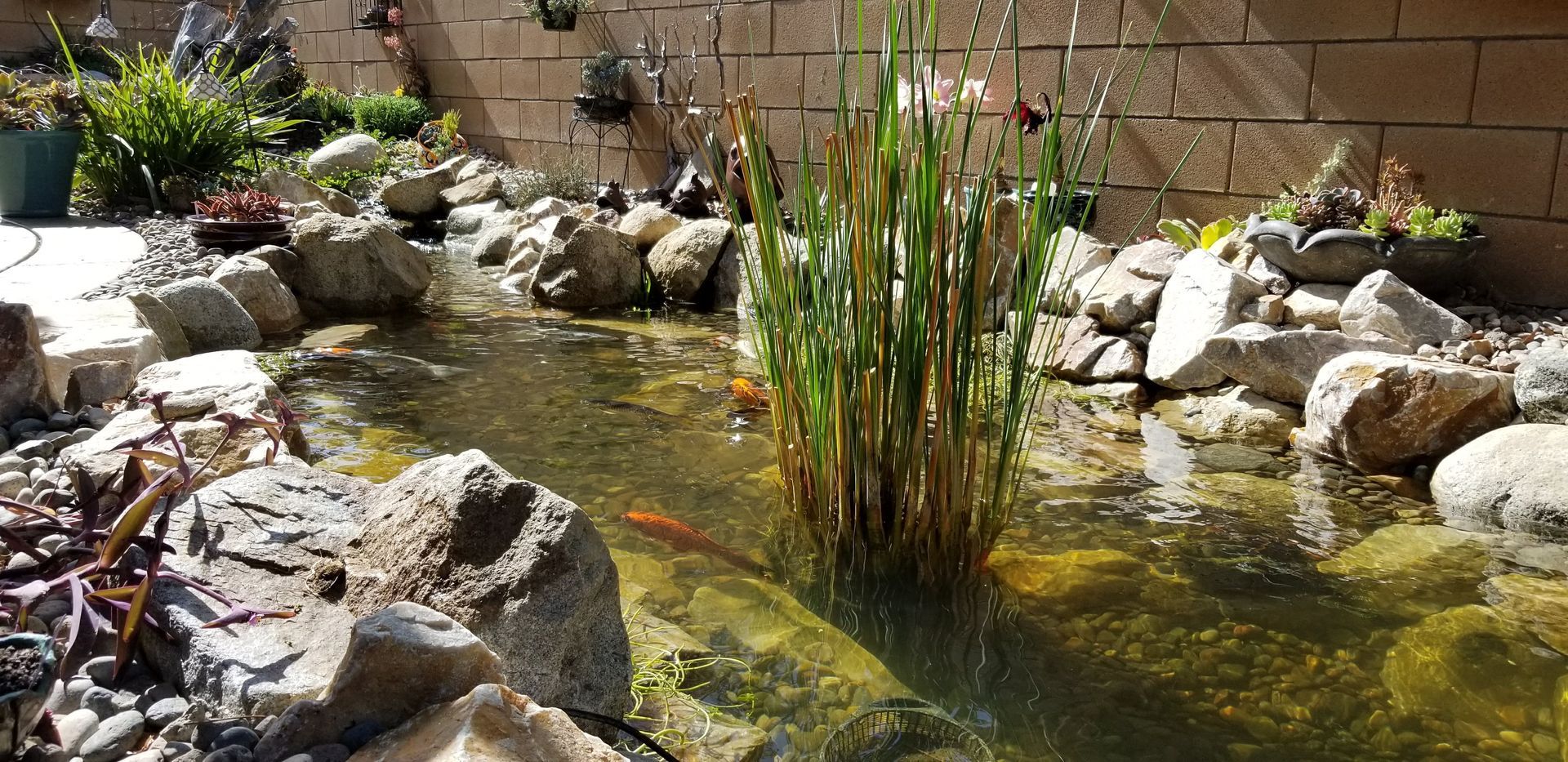 A small pond with a flowing stream, rocks, plants, and goldfish in a backyard setting.