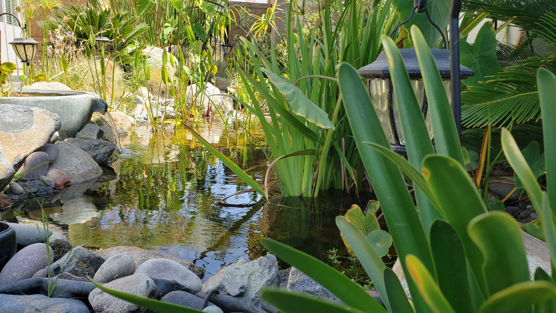Pond with rocks and green plants, including tall reeds and broad-leafed greenery, in a garden.