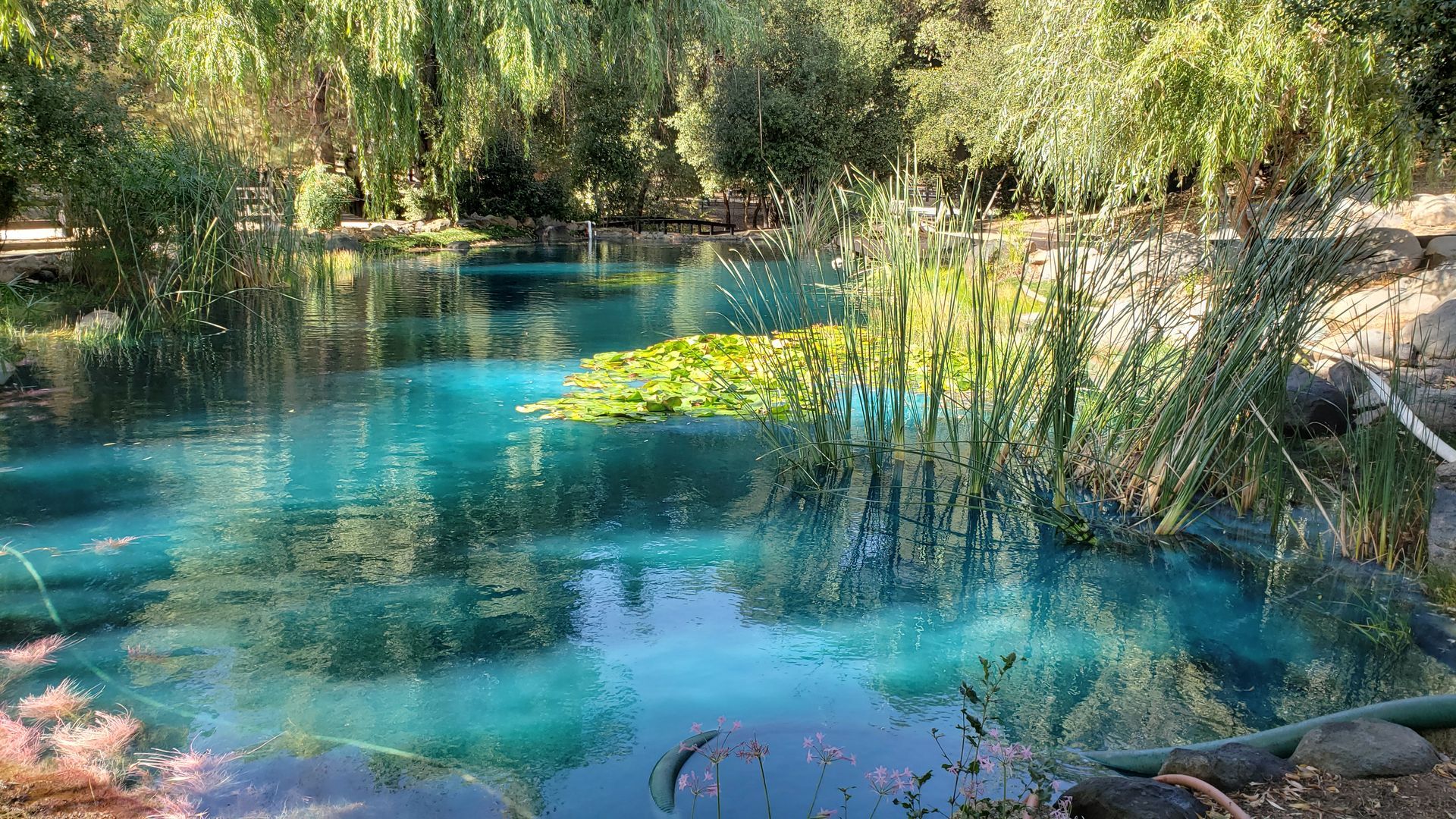 Turquoise pond with water lilies and reeds, surrounded by lush green trees.