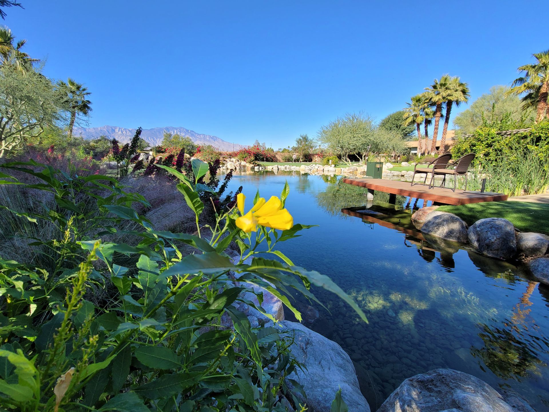 Yellow flower in foreground, lake with mountain backdrop, blue sky.